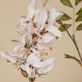 734186 | Garden flower cardinal - cream | PTMD