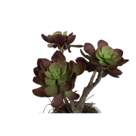 735130 | Succulent plant in ceramic pot | PTMD