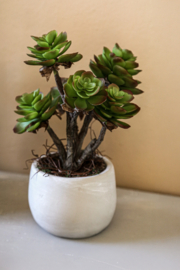 735130 | Succulent plant in ceramic pot | PTMD
