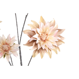 736753 | Dahlia 5 flowers  - beige | PTMD