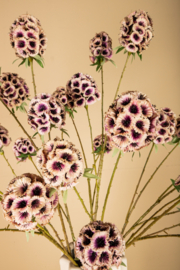 723419 | Amaryllis scabiosa spray - pink | PTMD