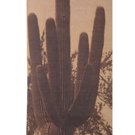 733029 | Nimrod painting cactuses - light brown | PTMD