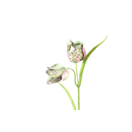 721114 | Garden Flower Green fritillaria spray with leaves | PTMD 