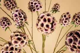 723419 | Amaryllis scabiosa spray - pink | PTMD