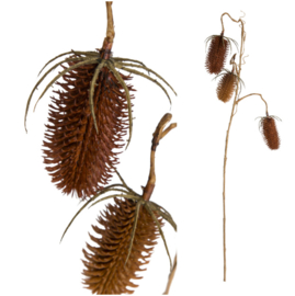 697153 | Twig Plant brown dipsacus spray | PTMD