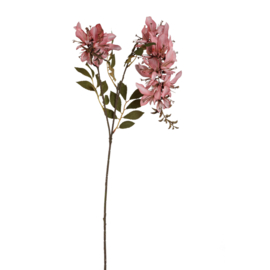 734187 | Garden flower cardinal - pink | PTMD