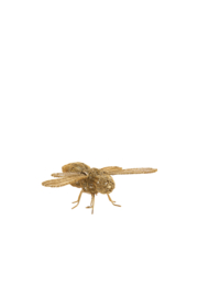 7614985 | Ornament 24x14,5x5,5 cm CICADA - goud | Light & Living