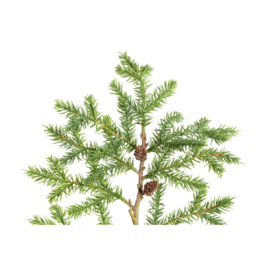 717955 | Twig Plant pine spray with pinecones - green | PTMD 