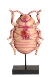 7619789 | Ornament op voet 22x12x42 cm BEETLE | Light & Living