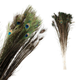 708438 | Dried Flower natural peacock feather | PTMD