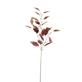 730506 | Leaves Plant eucalyptus - burgundy | PTMD