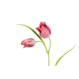 721115 | Garden Flower Red fritillaria spray with leaves | PTMD