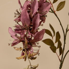 734188 | Garden flower cardinal - purple | PTMD