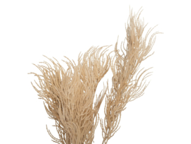 PT3902SB | Artificial Plant Asparagus Fern Stem - sand brown | Present Time