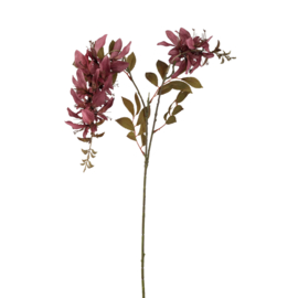 734188 | Garden flower cardinal - purple | PTMD