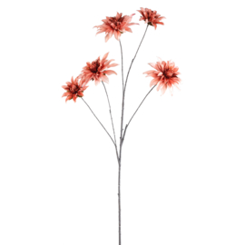 736752 | Dahlia 5 flowers - peach | PTMD