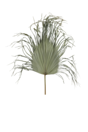 7441984 | Ornament Ø85 cm PALMAE palm blad | Light & Living - alleen afhalen