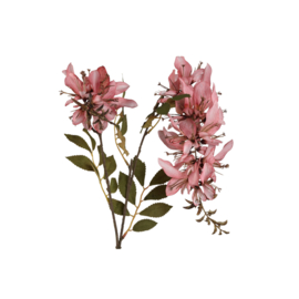 734187 | Garden flower cardinal - pink | PTMD