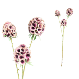 723419 | Amaryllis scabiosa spray - pink | PTMD