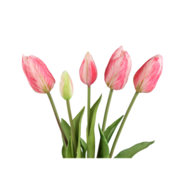 726210 | Tulip flower bush long (5psc) - pink | PTMD