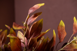 730506 | Leaves Plant eucalyptus - burgundy | PTMD