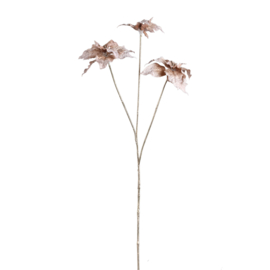 736075 | Garden flower poinsettia spray - champagne | PTMD - Binnenkort verwacht!