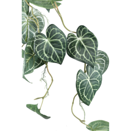 716196 | Leaves Plant hosta hangtak- groen | PTMD