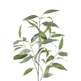701901 | Leaves Plant eucalyptus tak grijs/groen | PTMD 
