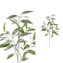 701901 | Leaves Plant eucalyptus tak grijs/groen | PTMD 
