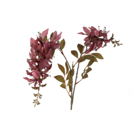 734188 | Garden flower cardinal - purple | PTMD