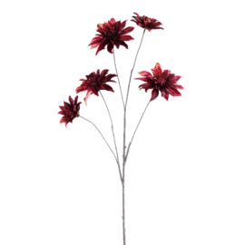 736754 | Dahlia 5 flowers - burgundy | PTMD