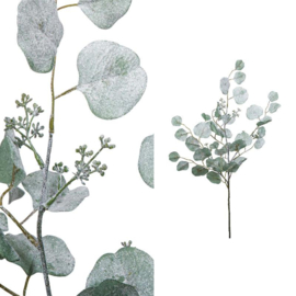 713327 | Leaves Plant eucalyptus spray - light green | PTMD