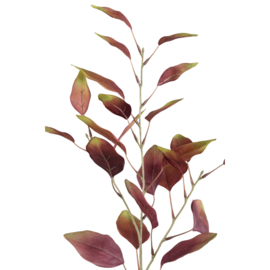 730506 | Leaves Plant eucalyptus - burgundy | PTMD