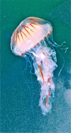 Jellyfish 1