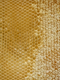 Honeycomb Yellow