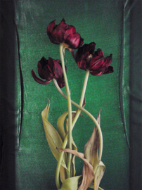 Dried Tulip 3