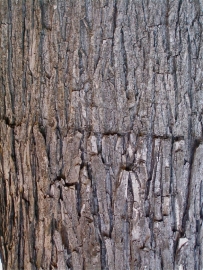 Bark