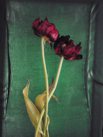 Dried Tulip 2