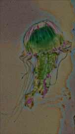 Jellyfish BG