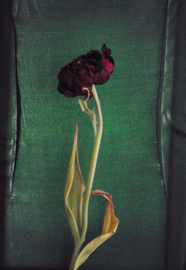 Dried Tulip 1