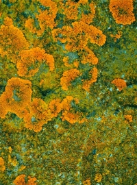 Lichen