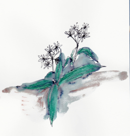 Daslook (Allium Ursinum)  Dubbele kaart met enveloppe
