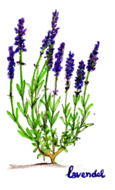 Lavendel (Lavandula angustifolia) kruidenkaart met recept