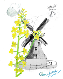 Natuurmuseum Ameland: Kaarten die passen bij Ameland. De Bonte Luw, de vuurtoren, duindoorn en de werkende molens waar ambachtelijke Amelander producten worden gemaakt.