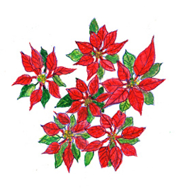 Kerstster Poinsettia (dubbel klein formaat)