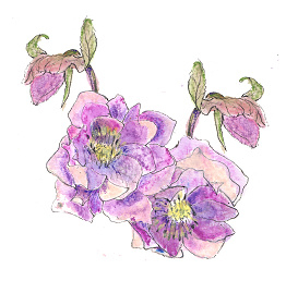 Helleborus  (dubbel klein formaat)