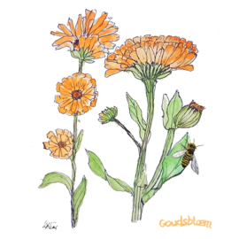 Goudsbloemen
