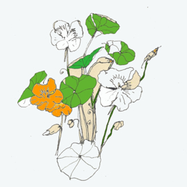 Oost-indische kers (dubbel klein formaat)