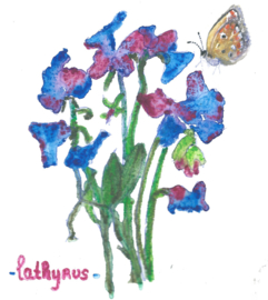 Lathyrus Dubbele kaart met enveloppe