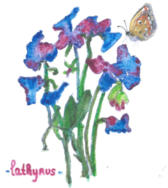 Lathyrus  (dubbel klein formaat)